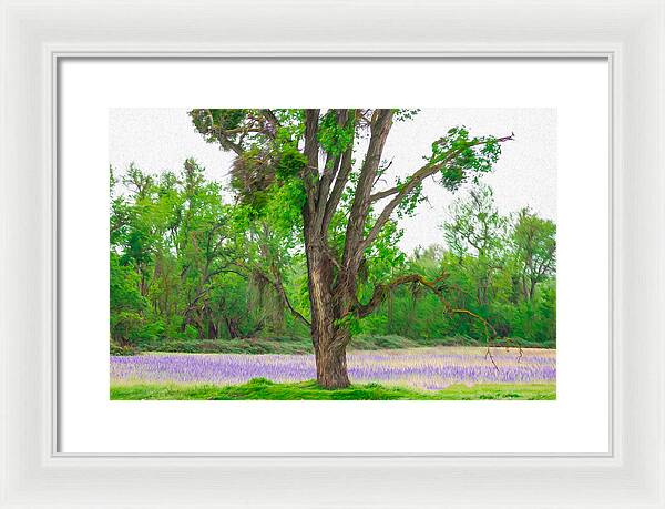 Lavender Flowers Landscape 3 - Framed Print