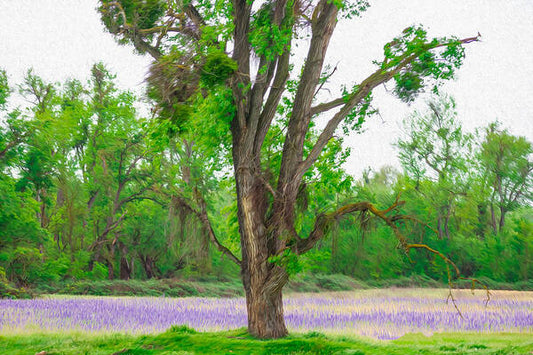 Lavender Flowers Landscape 3 - Art Print