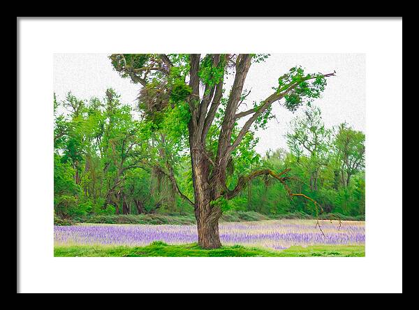 Lavender Flowers Landscape 3 - Framed Print