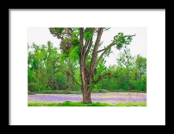 Lavender Flowers Landscape 3 - Framed Print