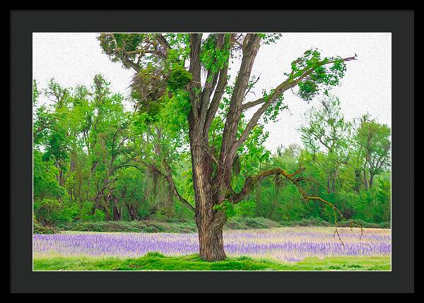Lavender Flowers Landscape 3 - Framed Print