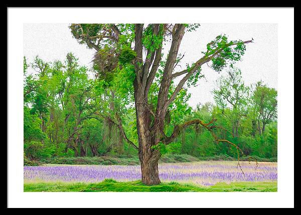 Lavender Flowers Landscape 3 - Framed Print
