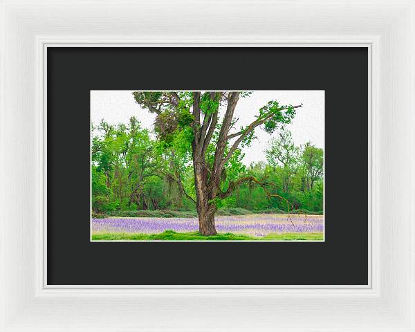 Lavender Flowers Landscape 3 - Framed Print