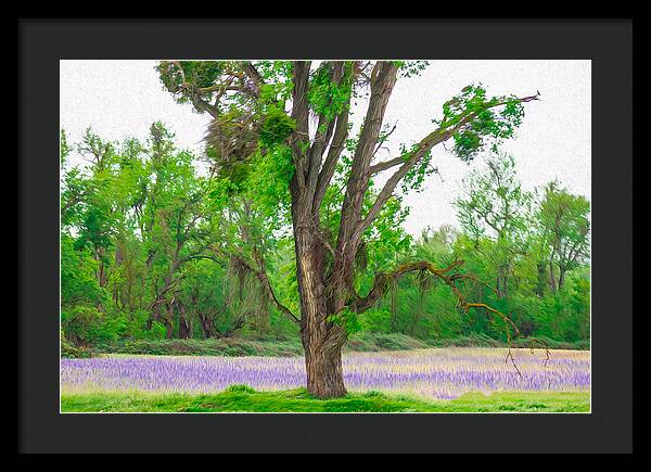 Lavender Flowers Landscape 3 - Framed Print
