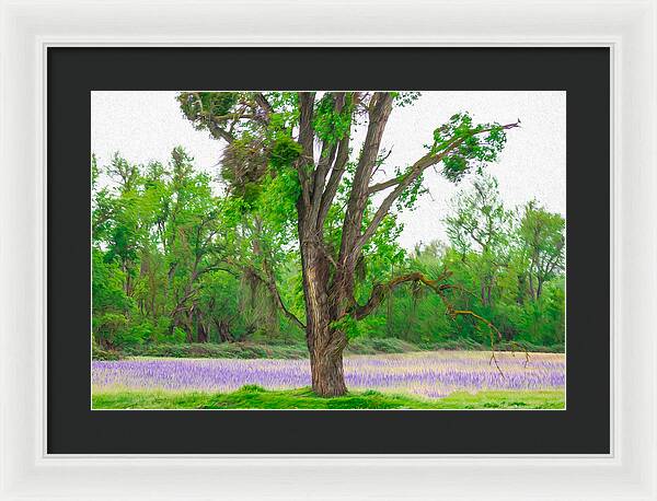 Lavender Flowers Landscape 3 - Framed Print