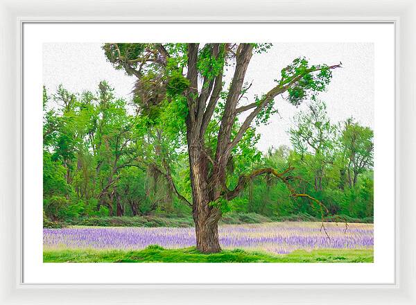 Lavender Flowers Landscape 3 - Framed Print