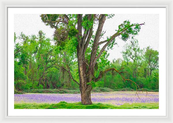 Lavender Flowers Landscape 3 - Framed Print