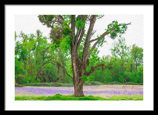 Lavender Flowers Landscape 3 - Framed Print