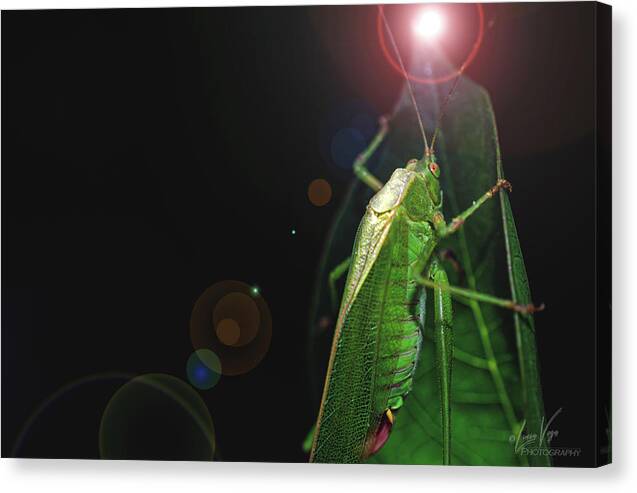 Adult Caedicia Walking into the Lens Flare  - Canvas Print
