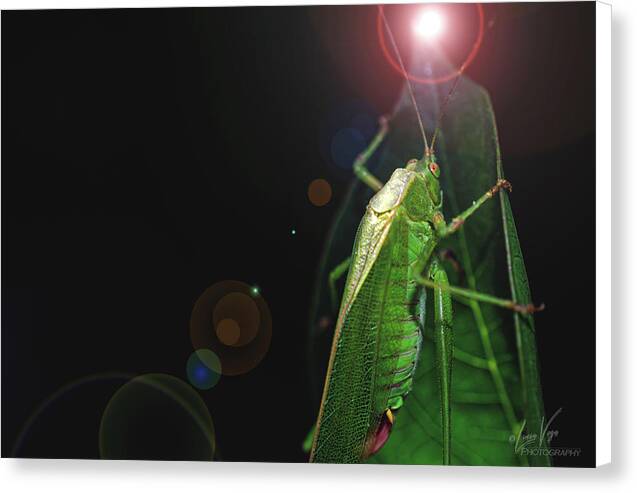 Adult Caedicia Walking into the Lens Flare  - Canvas Print