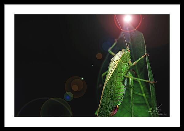 Adult Caedicia Walking into the Lens Flare  - Framed Print