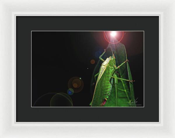 Adult Caedicia Walking into the Lens Flare  - Framed Print