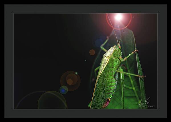 Adult Caedicia Walking into the Lens Flare  - Framed Print