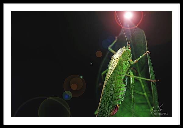 Adult Caedicia Walking into the Lens Flare  - Framed Print