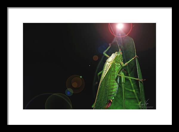 Adult Caedicia Walking into the Lens Flare  - Framed Print