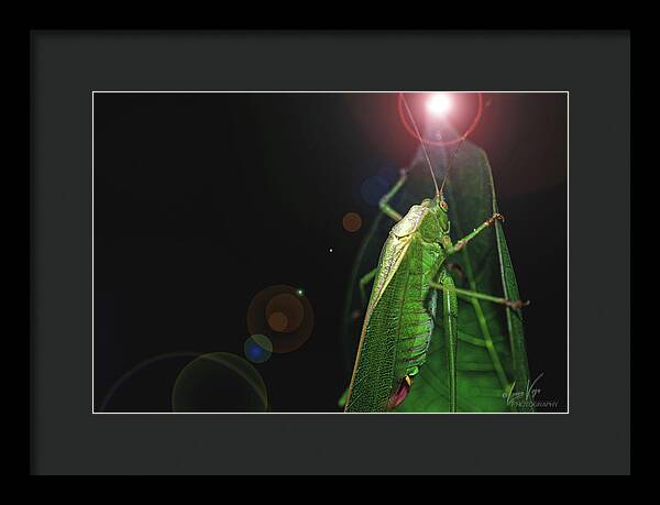 Adult Caedicia Walking into the Lens Flare  - Framed Print