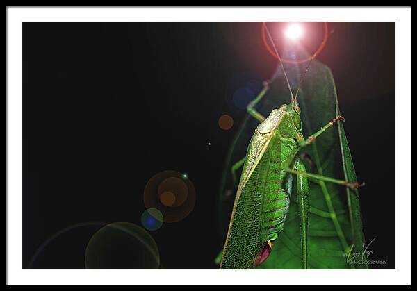 Adult Caedicia Walking into the Lens Flare  - Framed Print