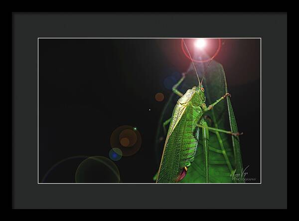 Adult Caedicia Walking into the Lens Flare  - Framed Print