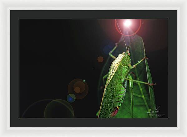 Adult Caedicia Walking into the Lens Flare  - Framed Print