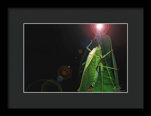 Adult Caedicia Walking into the Lens Flare  - Framed Print