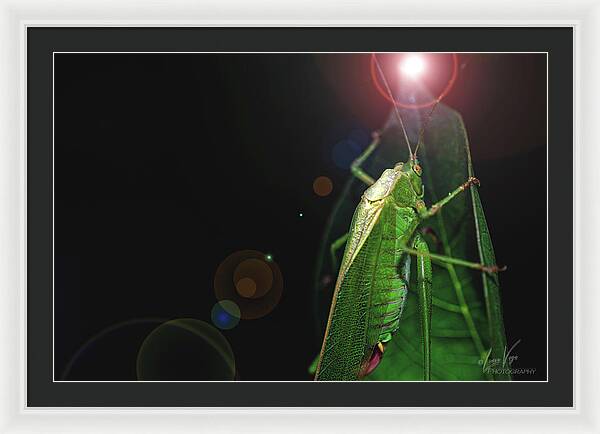 Adult Caedicia Walking into the Lens Flare  - Framed Print
