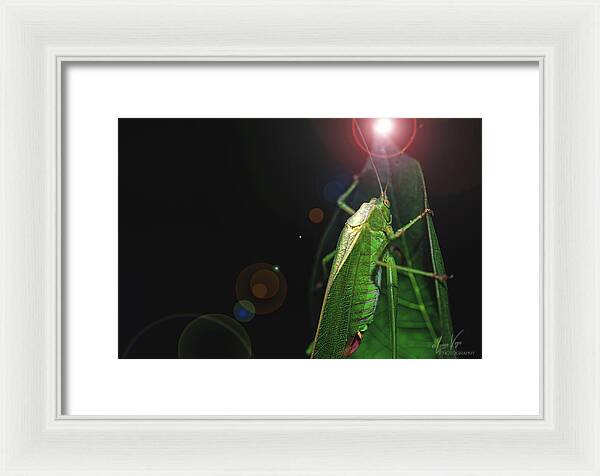 Adult Caedicia Walking into the Lens Flare  - Framed Print