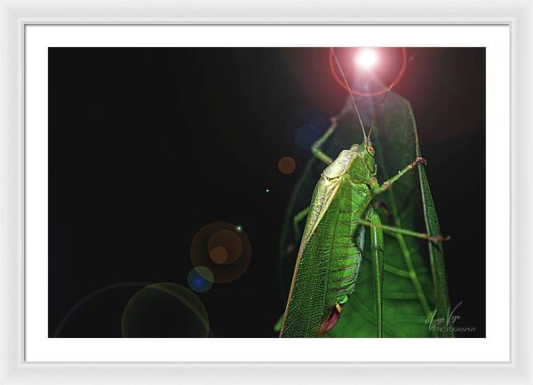 Adult Caedicia Walking into the Lens Flare  - Framed Print