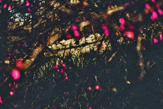Artistic Blurs of Pink Flowers - Art Print