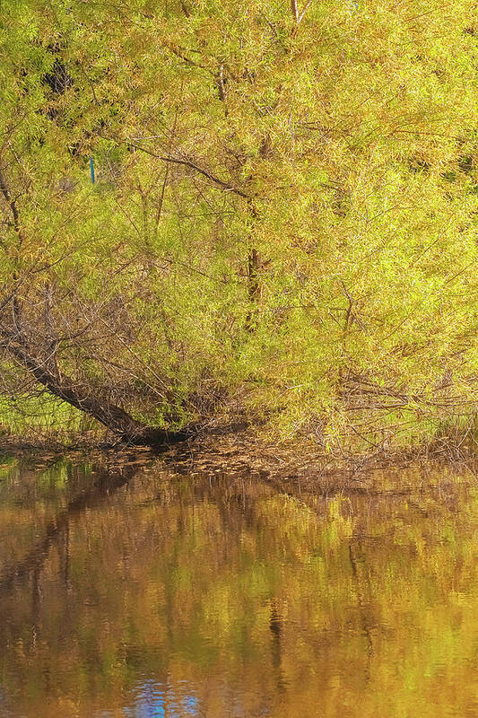 Autumn Reflections on a Quiet Lake - Art Print