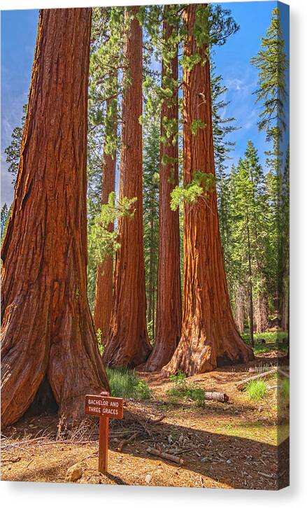 Bachelor and Three Graces Trees Giant Sequoias - Canvas Print