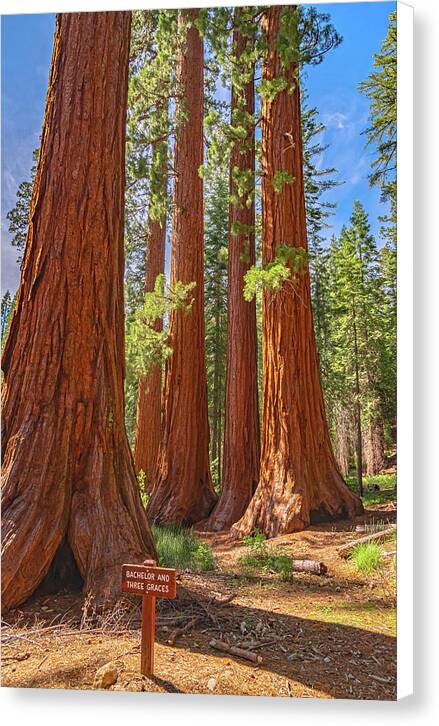 Bachelor and Three Graces Trees Giant Sequoias - Canvas Print