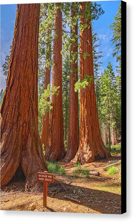 Bachelor and Three Graces Trees Giant Sequoias - Canvas Print