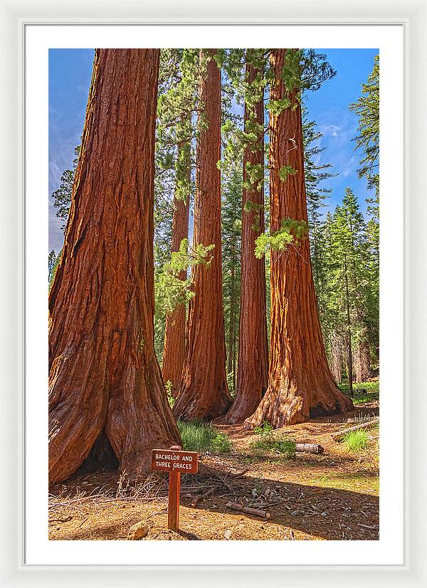 Bachelor and Three Graces Trees Giant Sequoias - Framed Print