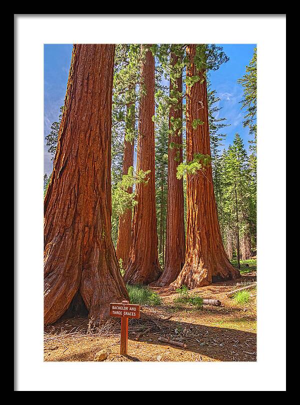 Bachelor and Three Graces Trees Giant Sequoias - Framed Print