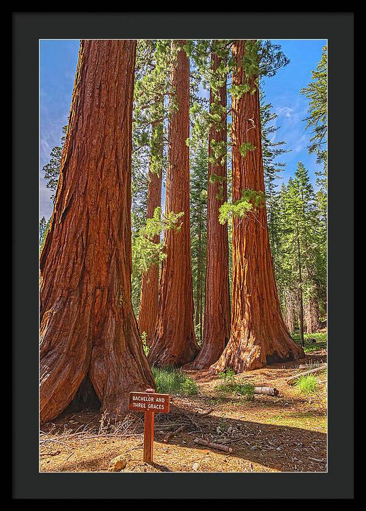 Bachelor and Three Graces Trees Giant Sequoias - Framed Print