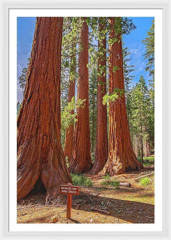 Bachelor and Three Graces Trees Giant Sequoias - Framed Print