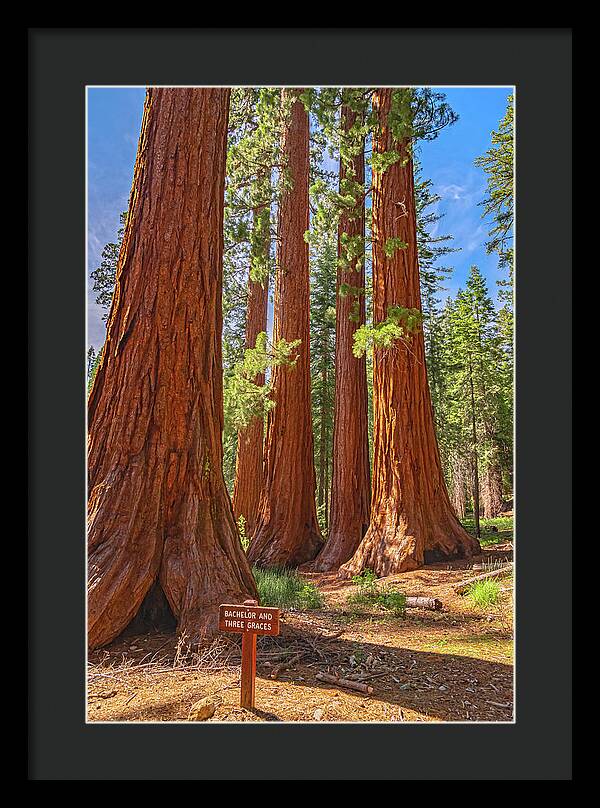 Bachelor and Three Graces Trees Giant Sequoias - Framed Print