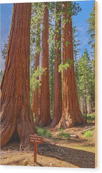 Bachelor and Three Graces Trees Giant Sequoias - Wood Print