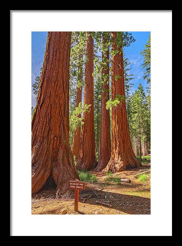 Bachelor and Three Graces Trees Giant Sequoias - Framed Print