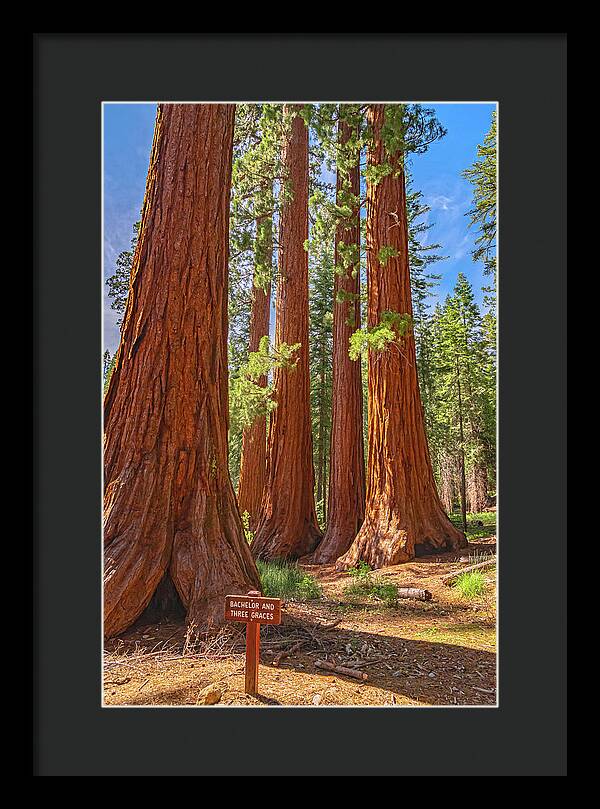 Bachelor and Three Graces Trees Giant Sequoias - Framed Print