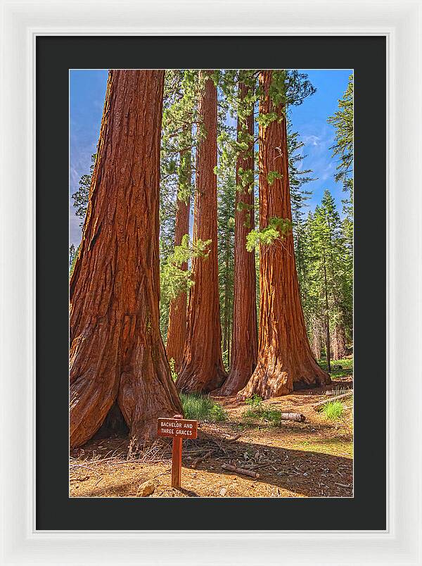 Bachelor and Three Graces Trees Giant Sequoias - Framed Print