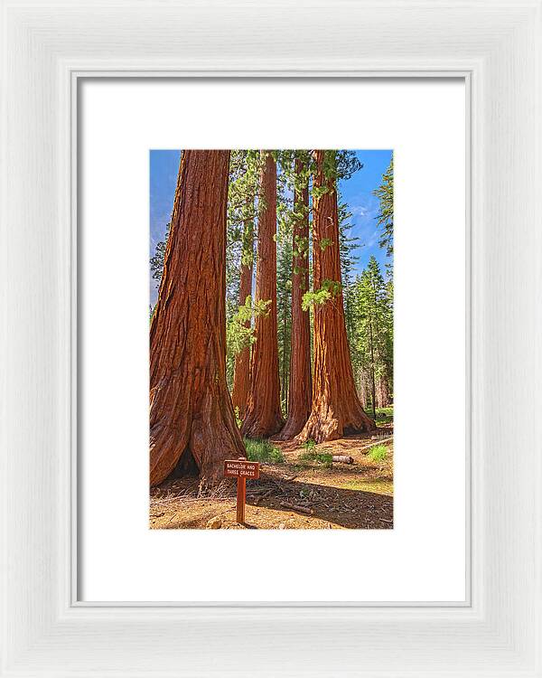 Bachelor and Three Graces Trees Giant Sequoias - Framed Print