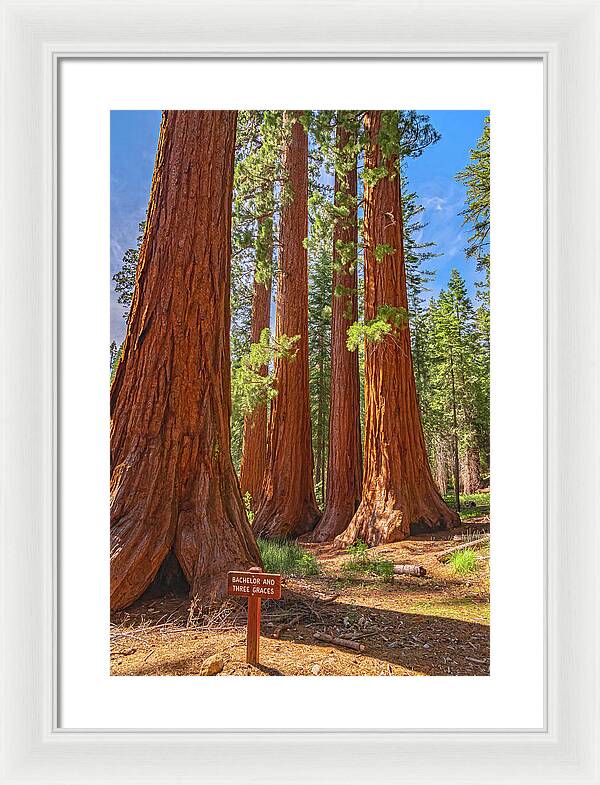 Bachelor and Three Graces Trees Giant Sequoias - Framed Print