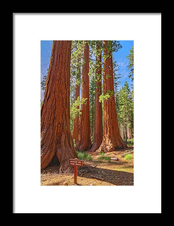 Bachelor and Three Graces Trees Giant Sequoias - Framed Print