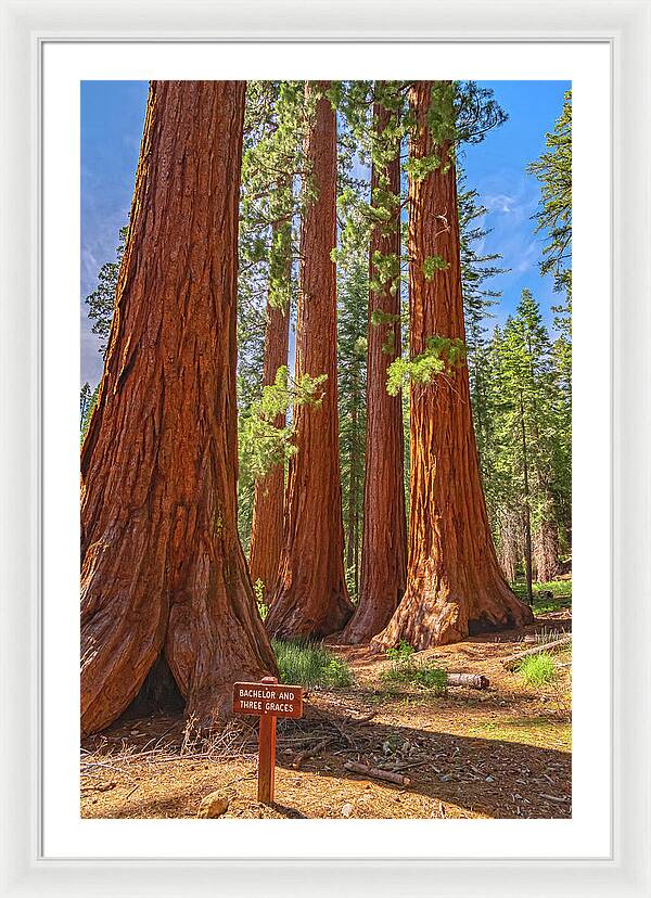 Bachelor and Three Graces Trees Giant Sequoias - Framed Print