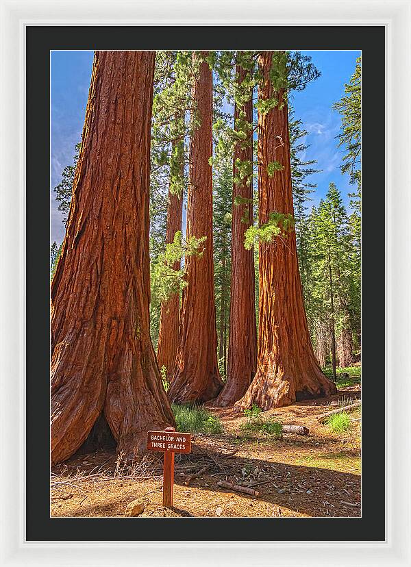 Bachelor and Three Graces Trees Giant Sequoias - Framed Print