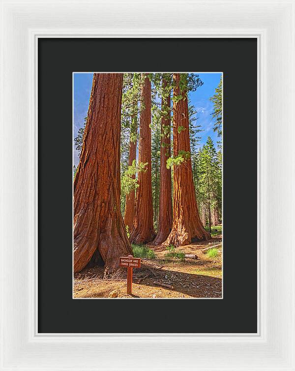 Bachelor and Three Graces Trees Giant Sequoias - Framed Print