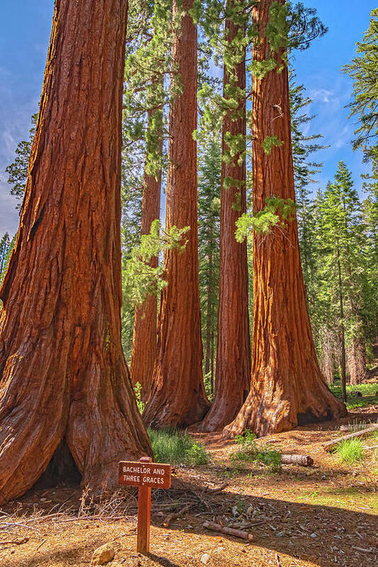 Bachelor and Three Graces Trees Giant Sequoias - Art Print