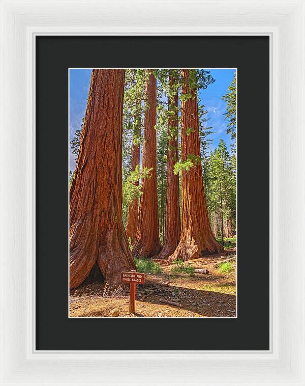 Bachelor and Three Graces Trees Giant Sequoias - Framed Print