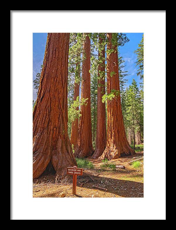 Bachelor and Three Graces Trees Giant Sequoias - Framed Print
